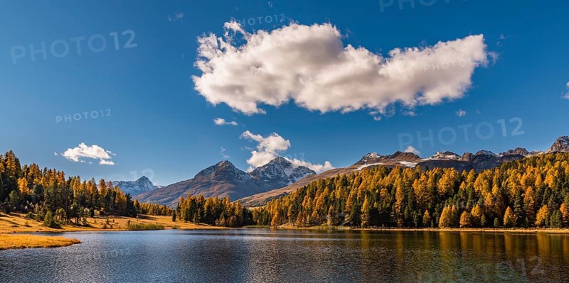 Autumnal discoloured Larches
