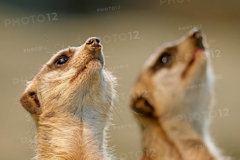 Meerkat
