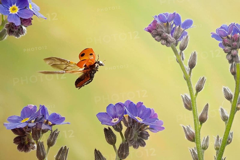 Seven-spot ladybird