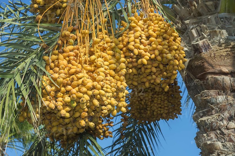 Ripe yellow fruits dates on date palm