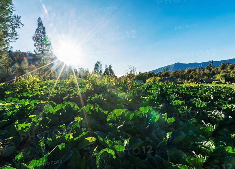 Sun shining on a cabbage field