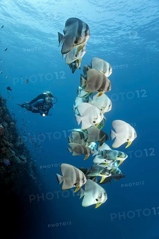 Divers observe group of longfin batfish