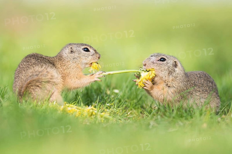 Ground squirrels
