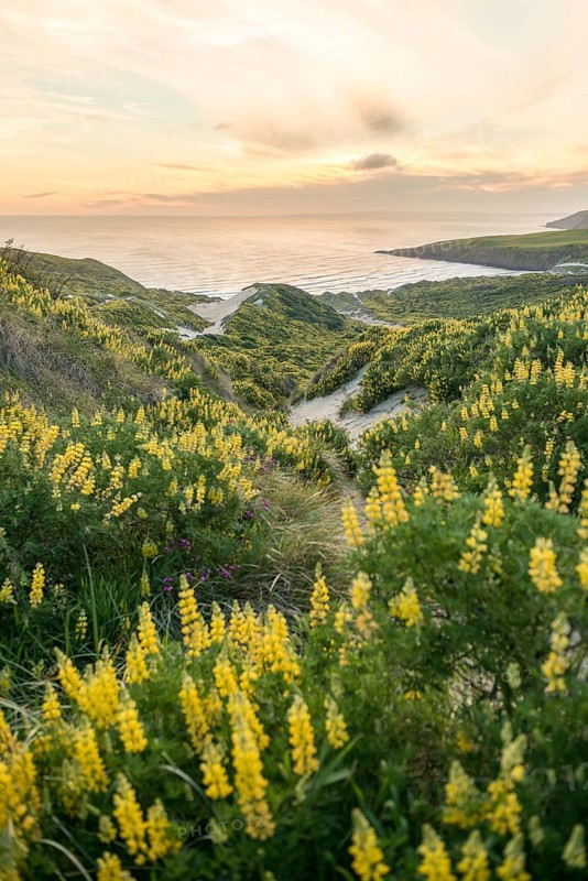 Blooming yellow lupine