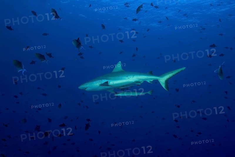 Grey reef shark