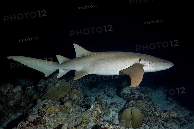 Tawny nurse shark