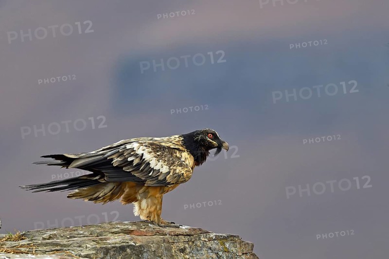 Young Bearded Vulture