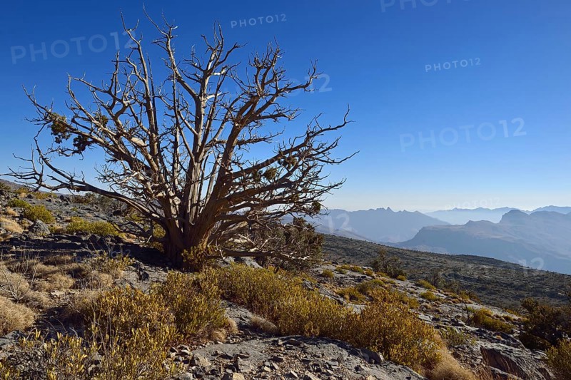Ancient juniper tree on Jabal Shams plateau