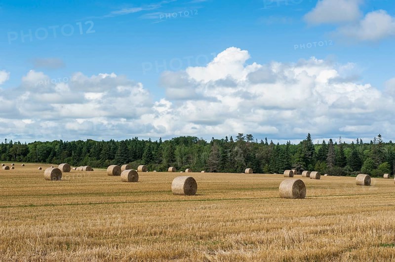 Harvested wheat field with bales of straw