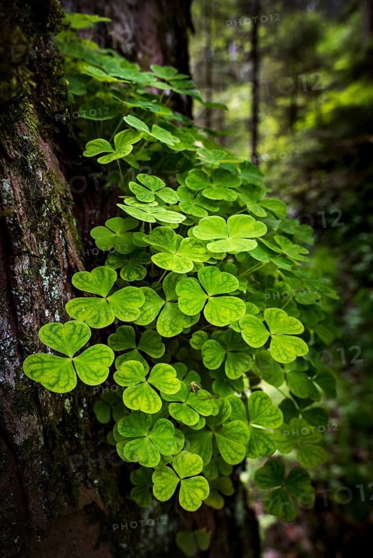 Wood sorrel