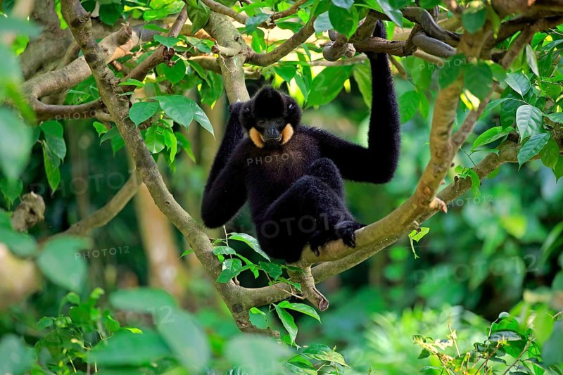 Yellow-cheeked gibbon