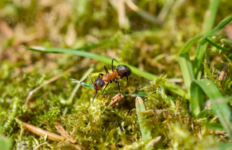 Red Wood Ant
