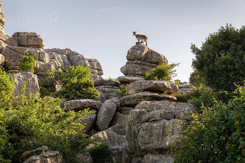 Iberian Alpine Ibex
