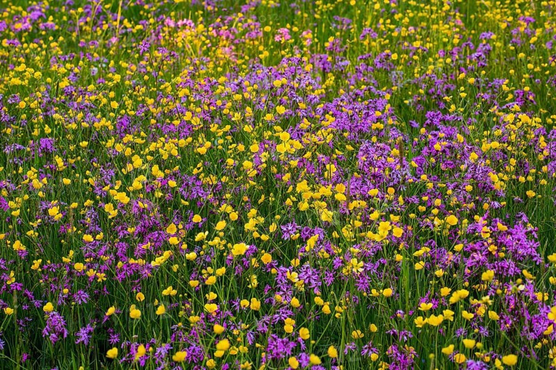 Sea of blossoms
