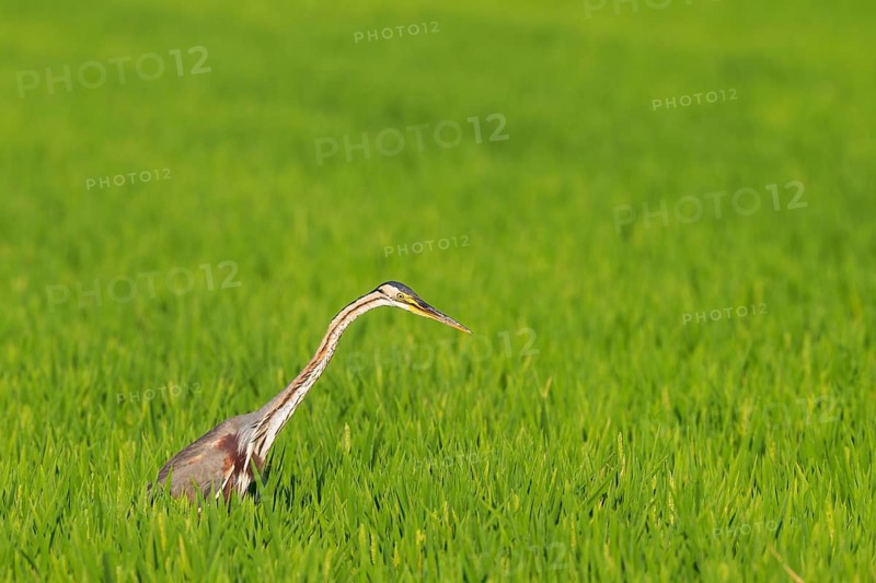 Purple Heron