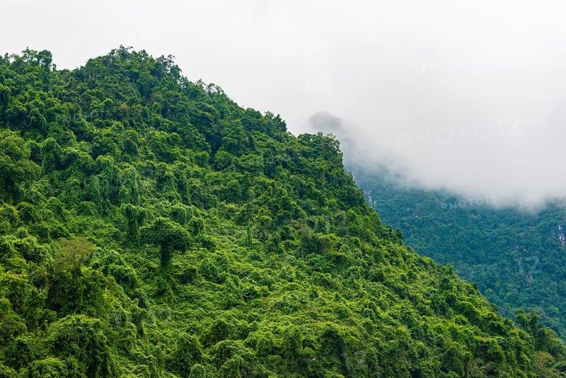 Evergreen rainforest