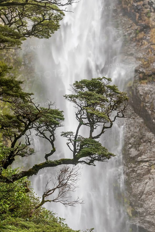Branch of a tree in front of waterfall
