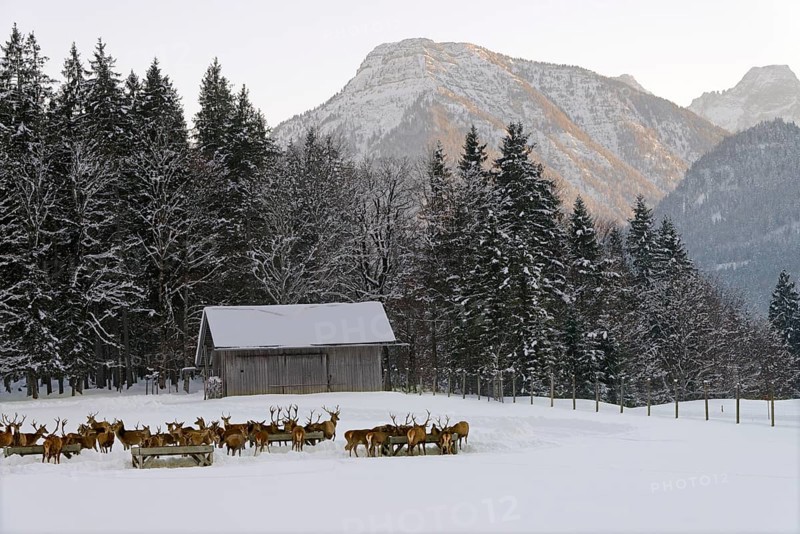 Deer feeding in winter