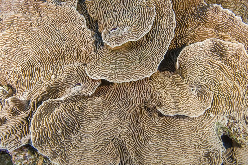 Serpent Coral