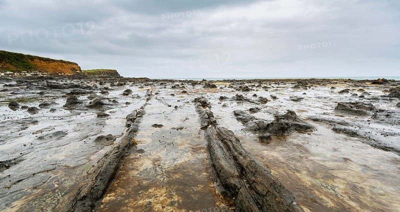 Petrified tree stumps