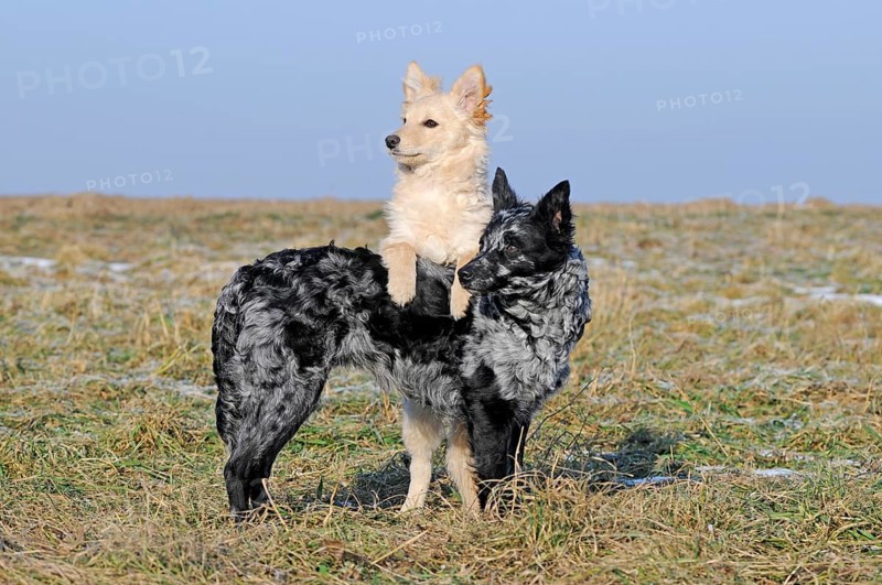 Mudis