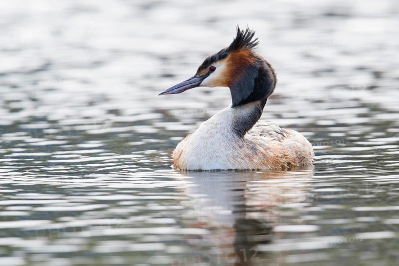Great crested grebe
