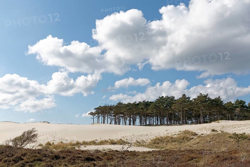 Dune landscape