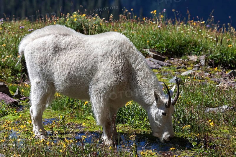 Mountain goat