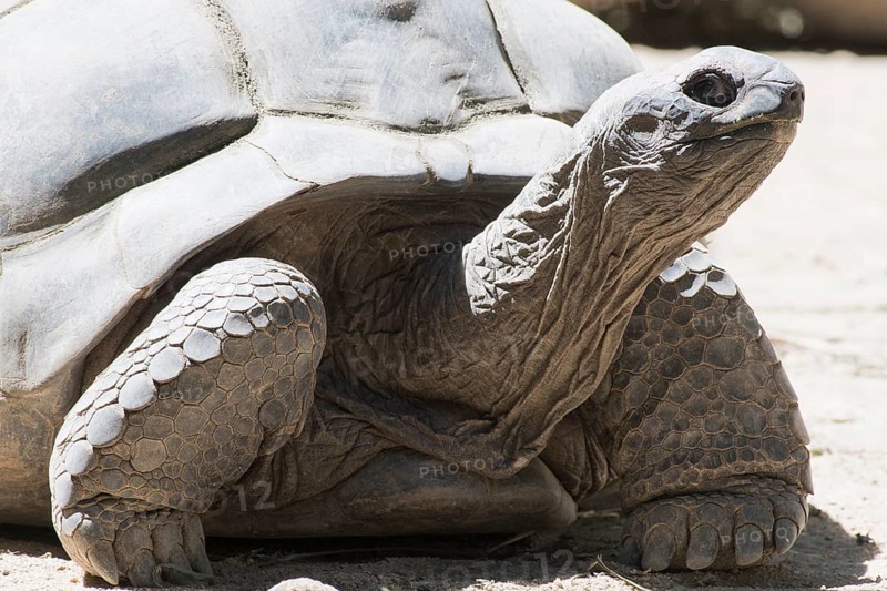 Aldabra Giant Turtle