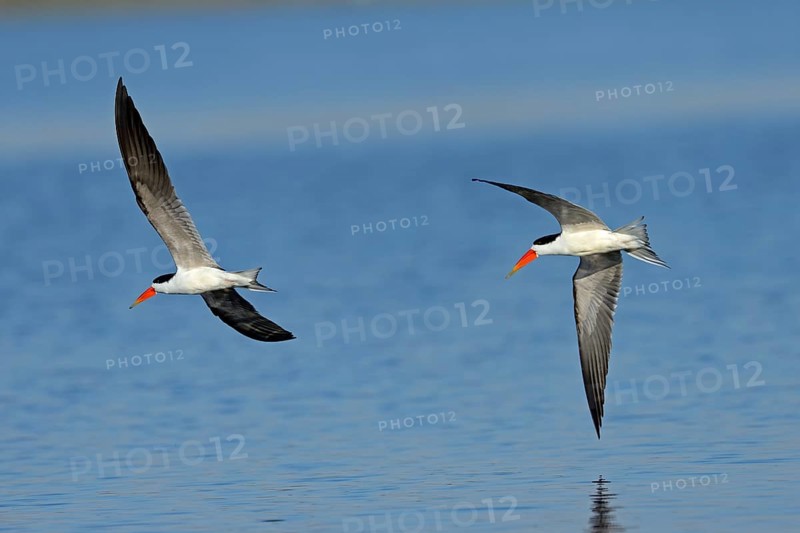 African skimmers