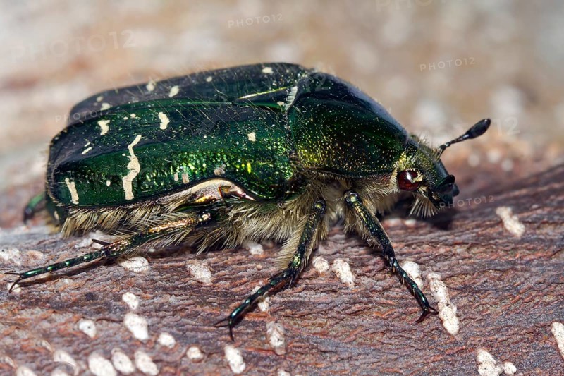 Rose chafer