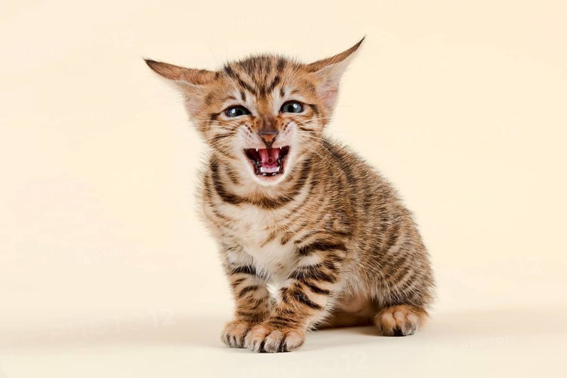 Toyger