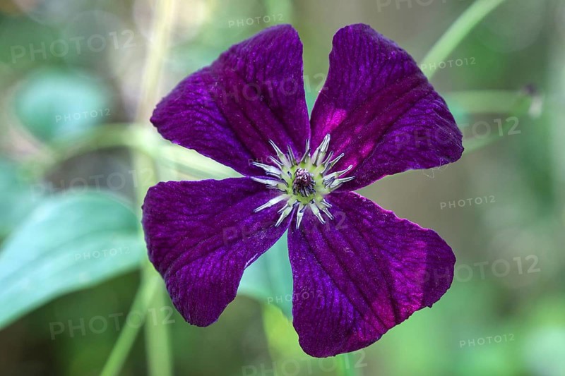 Purple Clematis