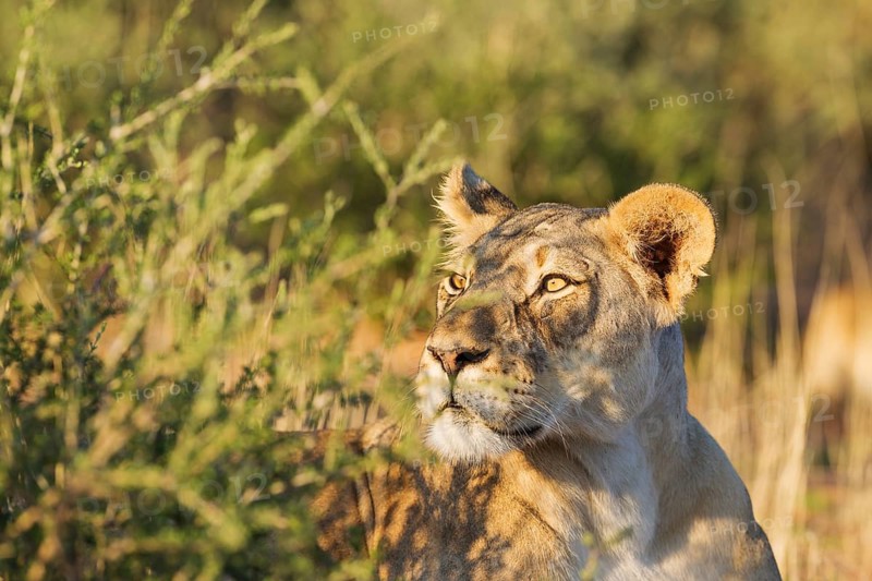 Lioness