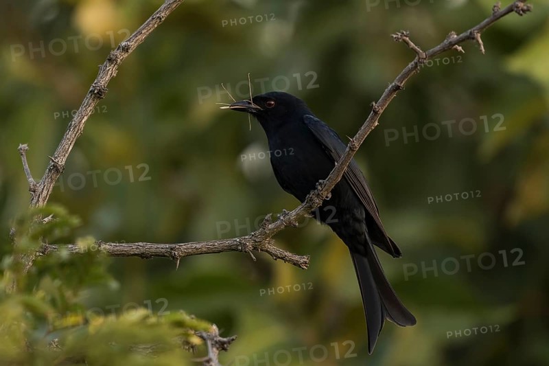 Fork-tailed drongo