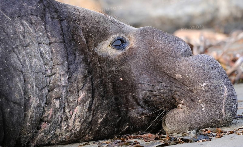 Northern Elephant Seal