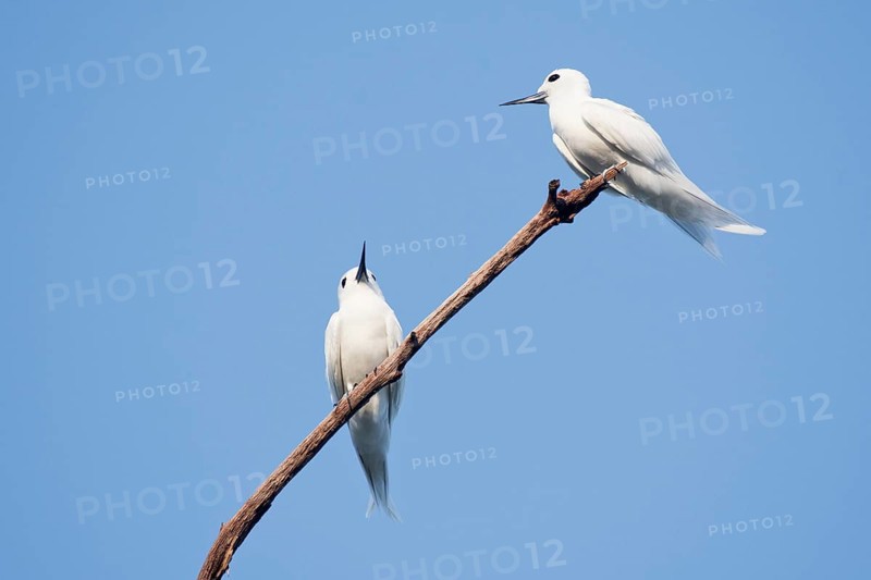 White terns