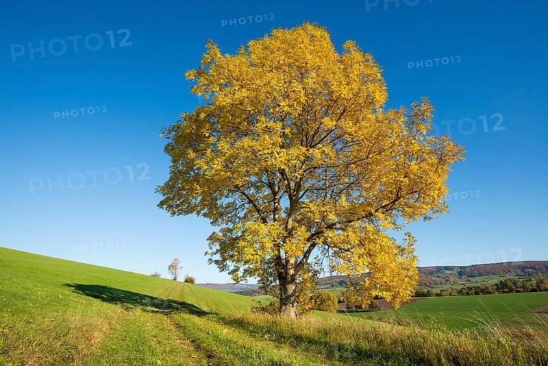 European ash