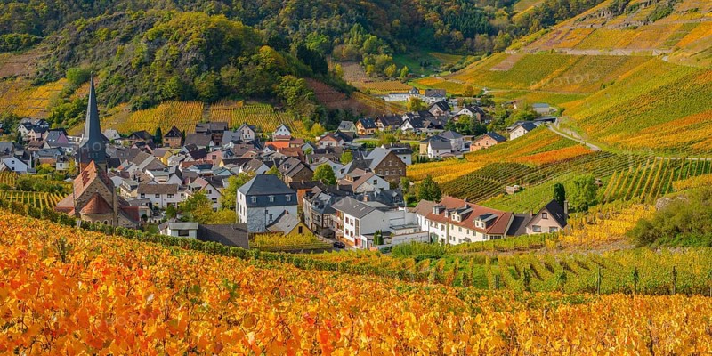 Vineyards in autumn