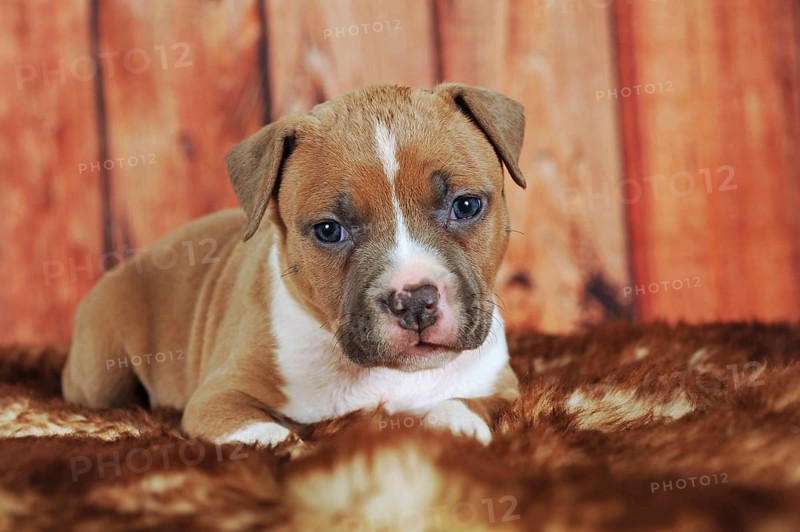 American Staffordshire Terrier