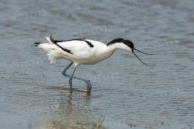 Pied avocet