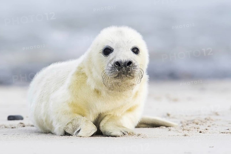 Newborn gray seal
