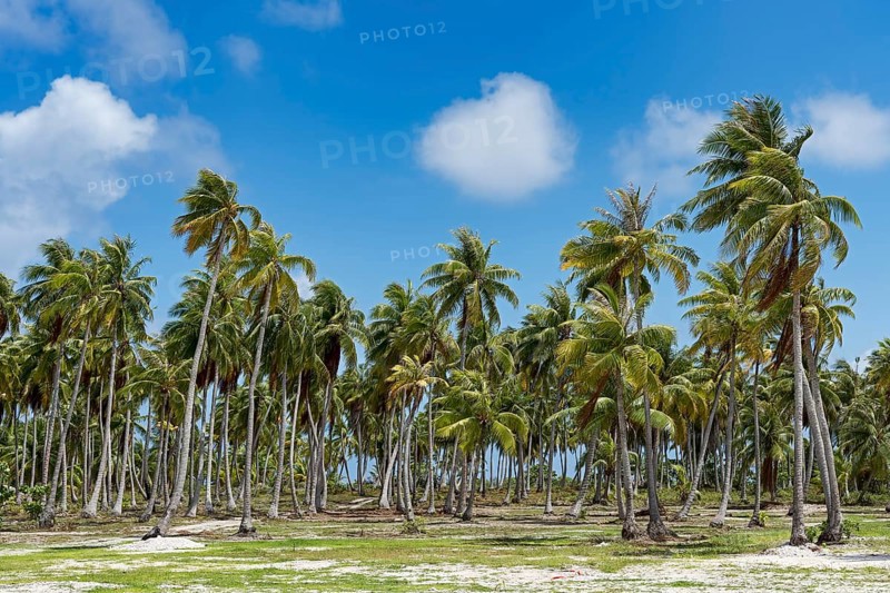 Palm grove in Rangiroa Atoll
