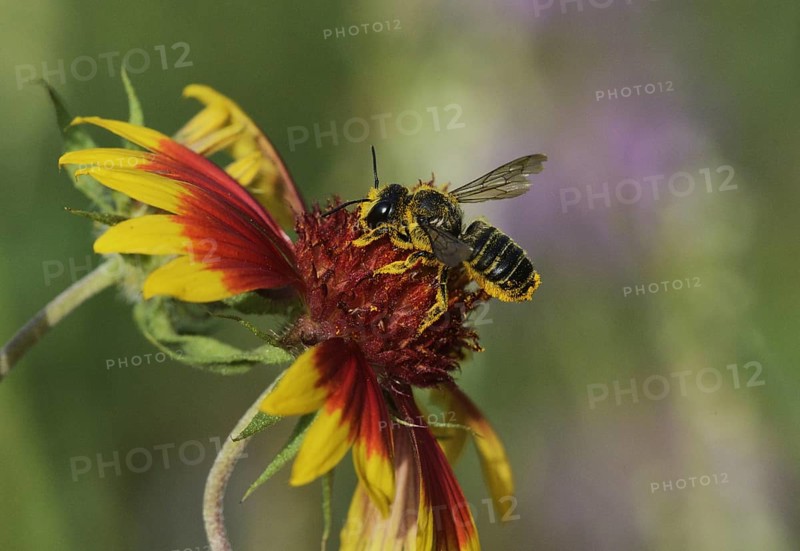 Leafcutter bee