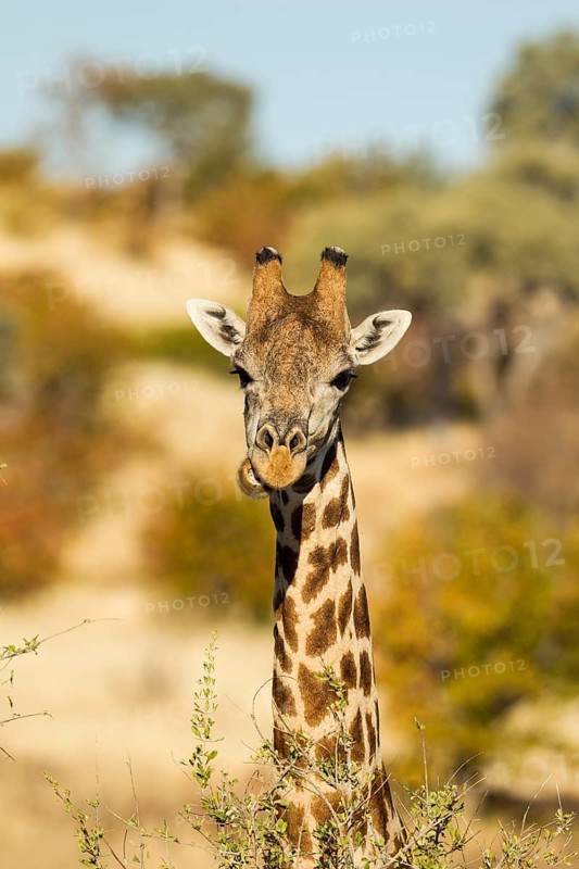 Giraffe