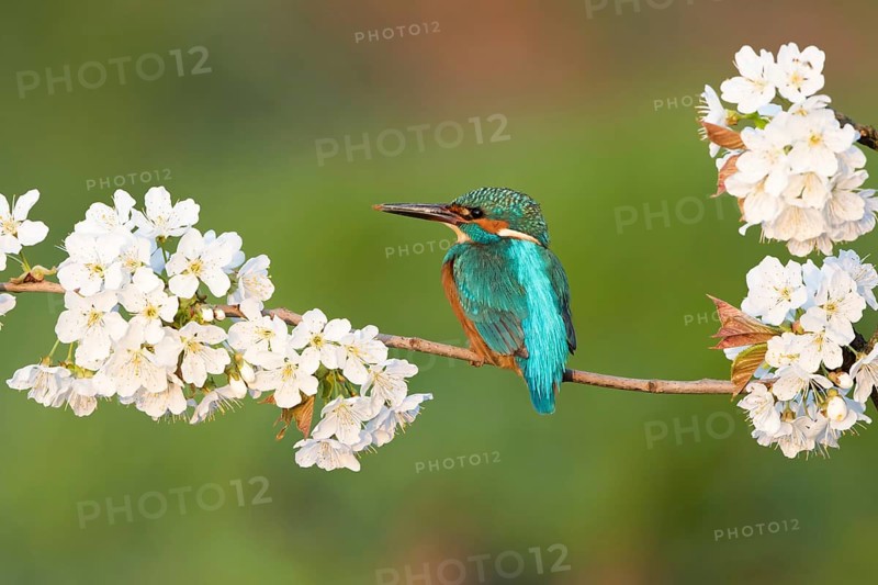 Kingfisher