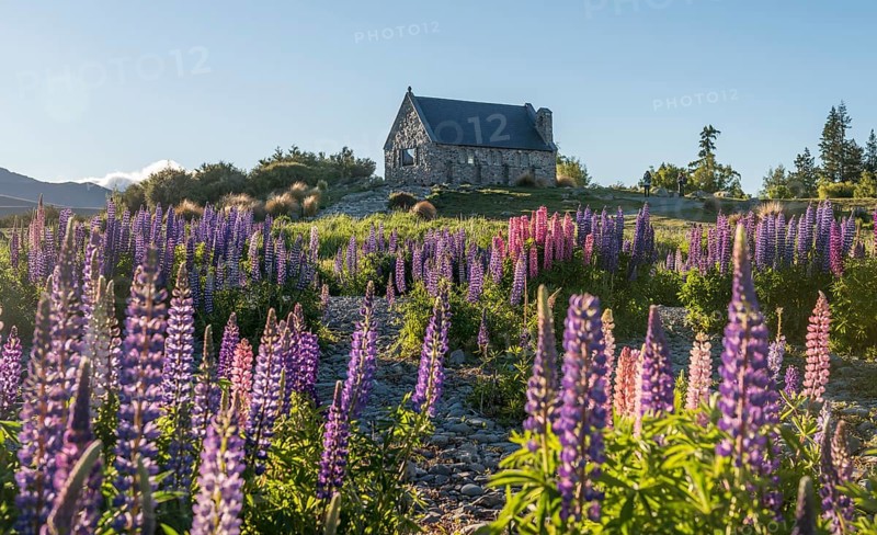Lila Large-leaved lupines