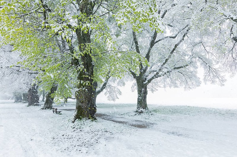 Trees