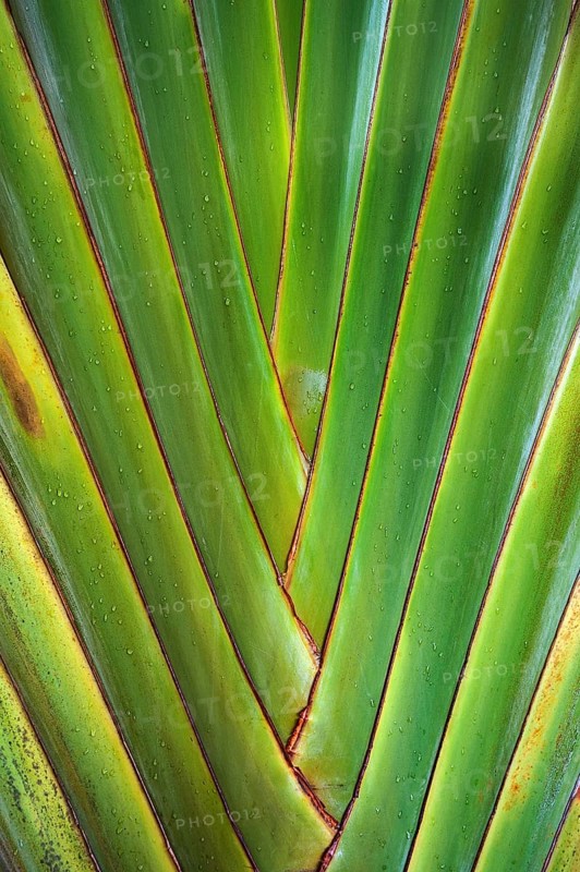 Traveler's palm