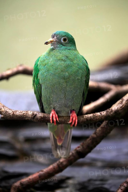 Black-naped fruit dove